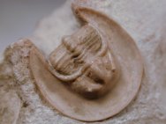 Rare Harpides plautini Russian trilobite