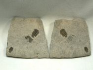 Modocia Trilobites 