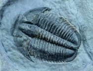 Rare Marjum Elrathia Trilobite