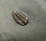 Pseudocybele lemurei 