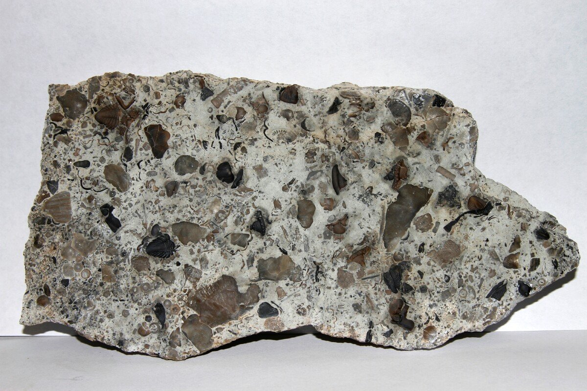 Rare Silurian Trilobites