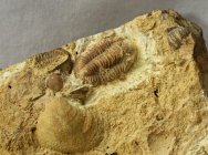 Phillipsia Trilobite