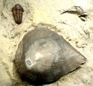 Rare Calymene barnesi Trilobite