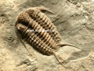 Ceraurus cf plattinensis trilobites