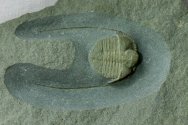 Anebolithus simplicior Trilobite