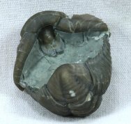 Trilobite Calymene nowlani