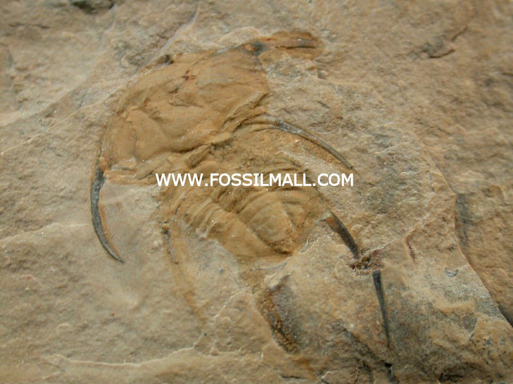 Trilobite From Cambrian Nevada