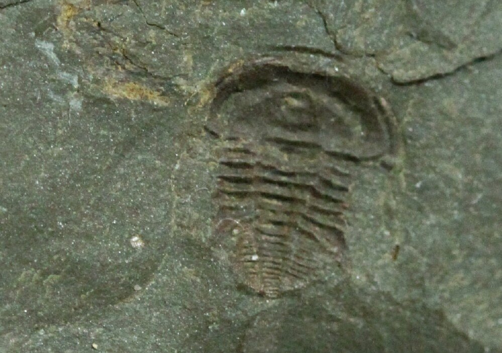 Emuella Trilobite from Emu Bay Shale of Australia