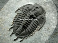 Dorypyge swasii Trilobite