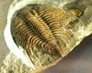 Cybeloides girvanensis Trilobite