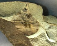Lonchodomas mcgeheei Trilobite