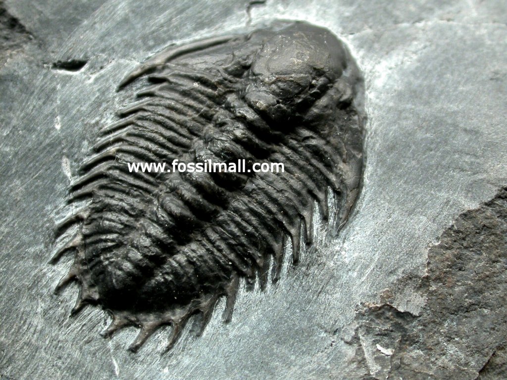 Olenoides superba Trilobite