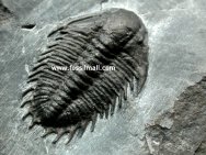 Olenoides Trilobite