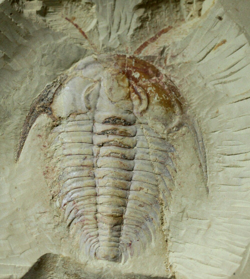 Redlichia mansuyi Trilobite with Antenna