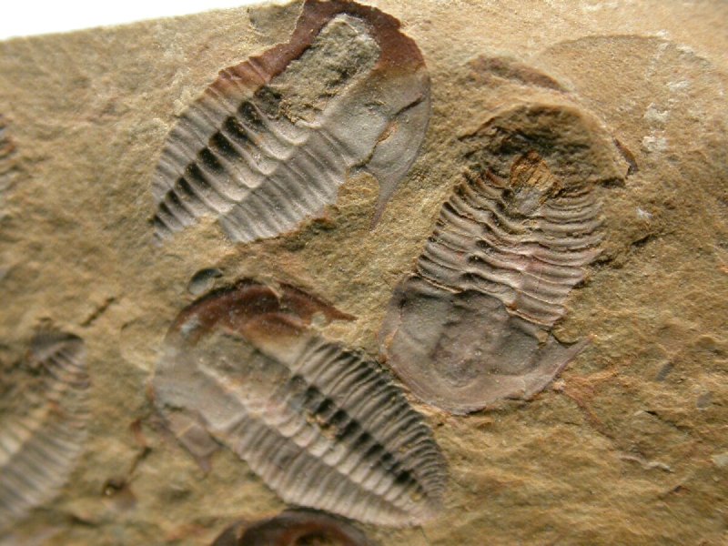 Palaeolenus Guanshan Biota Trilobites