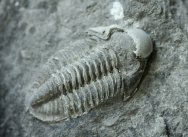 Rare Witryides rosmerta Carboniferous Trilobite