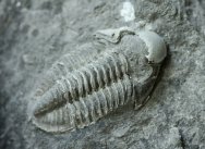 Rare Witryides rosmerta Trilobite