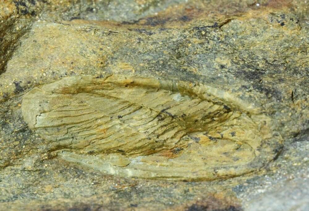 Rare Isabelinia glabrata Trilobite