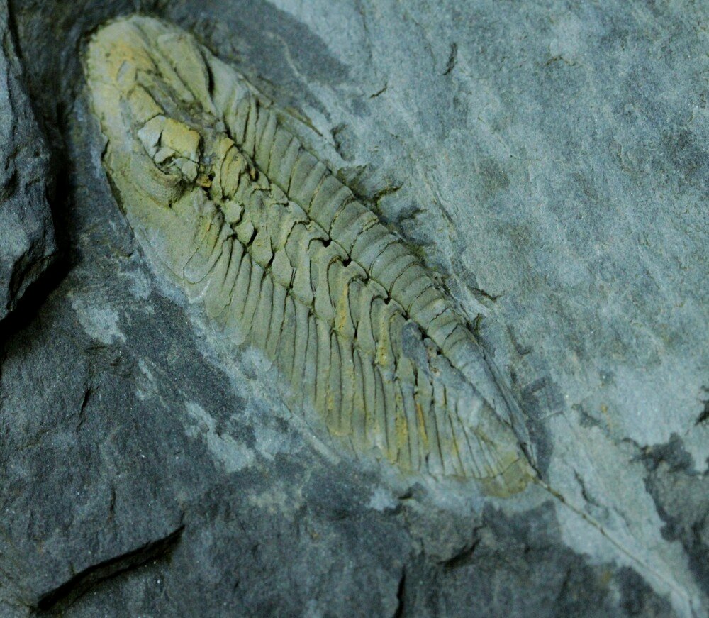 Eodalmanitina destobesi Trilobite