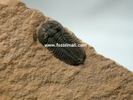 Nephalicephalus beebei Trilobite