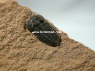 Nephalicephalus beebei Trilobite
