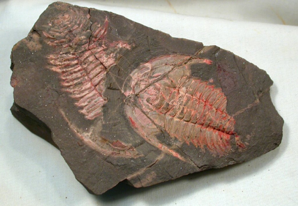 Emu Bay Shale Redlichia Myoscolex