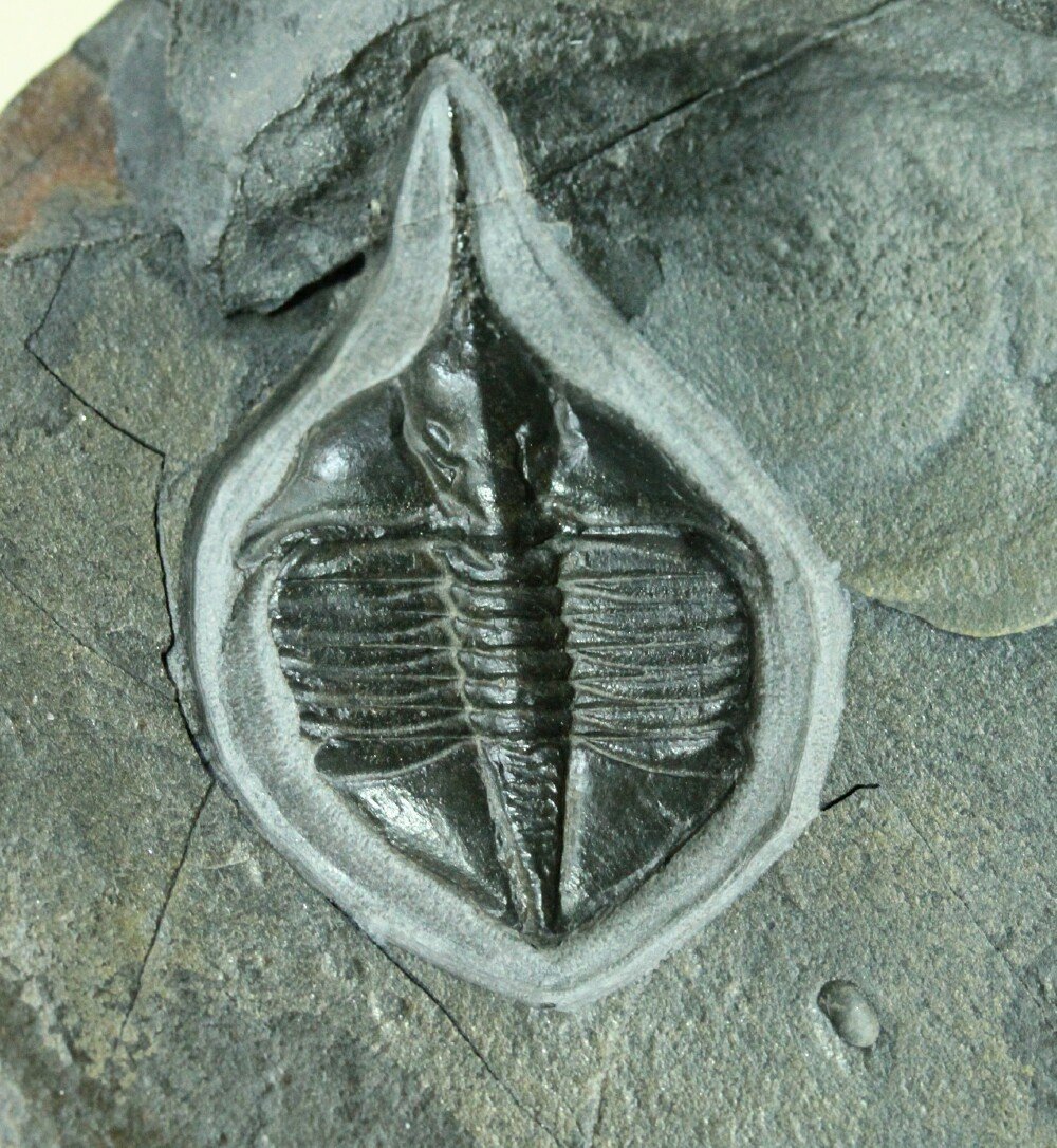 Cnemidopyge tenuis Ampyx Raphiophorid Trilobite