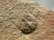 Trinucleus fimbriatus Trilobite