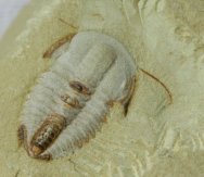Palaeolenus Trilobite with Preserved Antennae