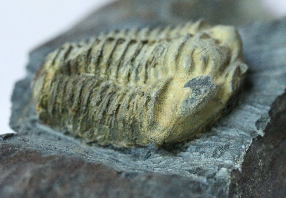 Neseuretus tristani Trilobite