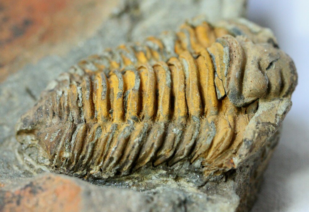 Colpocoryphe roualti Trilobite