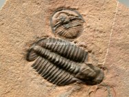 Modocia and Cedaria Trilobites