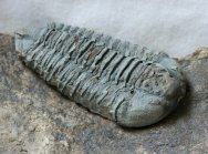 Colpocoryphe rouaulti Trilobite