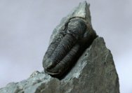 Gerastos catervus Trilobite