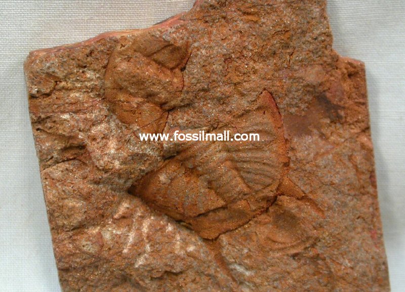 Tasmanocephalus stephensi Trilobite Ordovician Tasmania