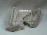 Diemanosaukia miserabilis