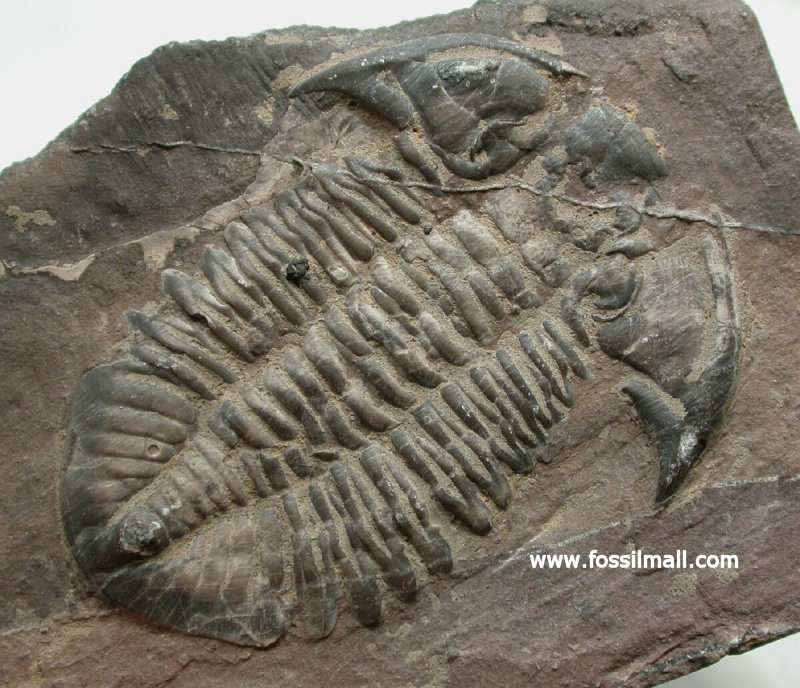 Xiangxiia Trilobite