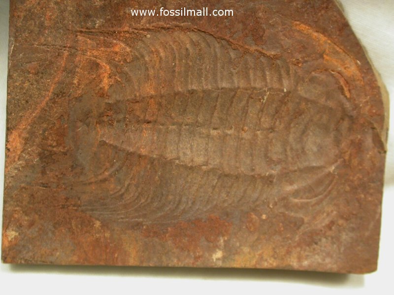 Bathynotus Redlichiid Trilobite from Kaili