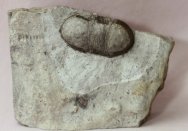 Rare Failleana indeterminata Trilobite
