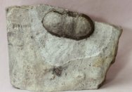 Rare Failleana indeterminata Trilobite