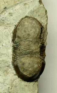 Failleana Trilobite 