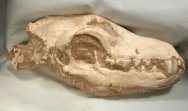 Fossil Wolf Skull