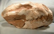 Fossil Mustelid Skull