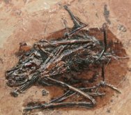 Palaeochiropteryx tupaiodon Fossil Bat from Messel