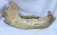 Ursus speleaus Cave Bear Jawbone Fossil