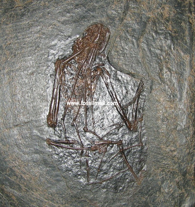 Messel Fossil Bat Palaeochiropteryx