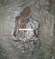 Palaeochiropteryx