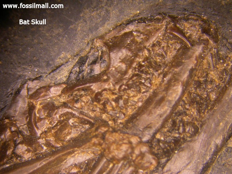 Palaeochiropteryx Skull 
