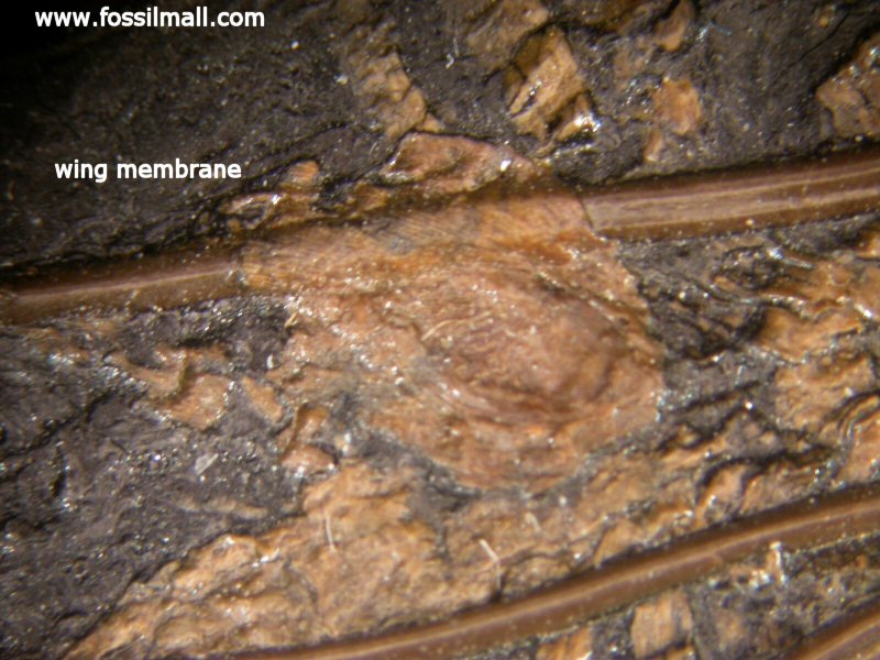 Palaeochiropteryx Fossil Wing Membrane