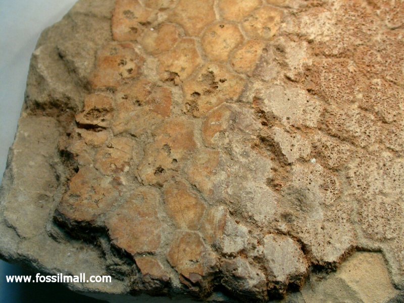 Fossil Crocodylian Skin